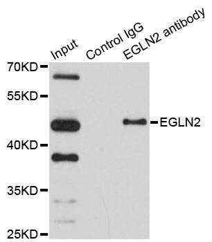 Anti-EGLN2 Antibody