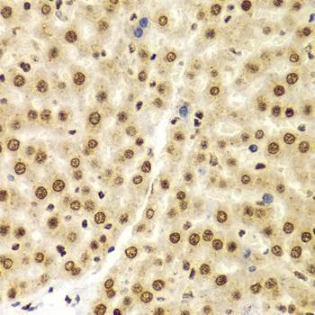 Anti-HIST3H3 Antibody