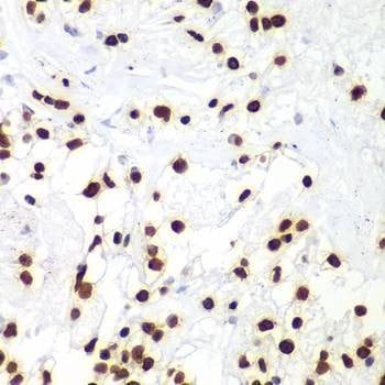 Anti-HIST3H3 Antibody