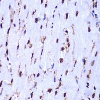 Anti-HIST3H3 Antibody