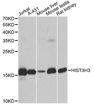 Anti-HIST3H3 Antibody
