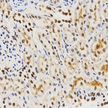 Anti-HIST3H3 Antibody