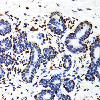 Anti-HIST3H3 Antibody