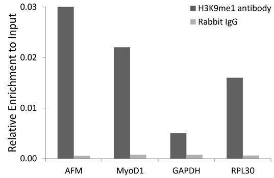 Anti-MonoMethyl-Histone H3-K9 Antibody