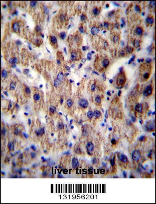 Anti-ATP5J (Center) Antibody