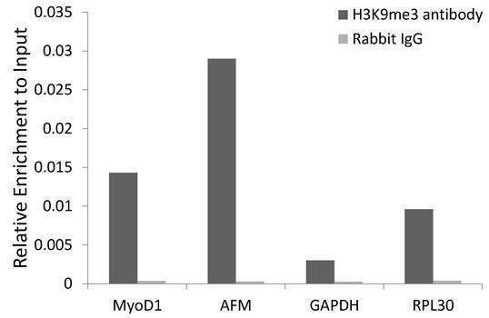 Anti-TriMethyl-Histone H3-K9 Antibody