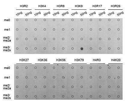 Anti-TriMethyl-Histone H3-K9 Antibody