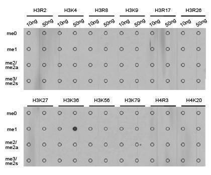 Anti-MonoMethyl-Histone H3-K36 Antibody