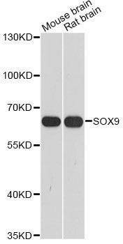 Anti-SOX9 Antibody