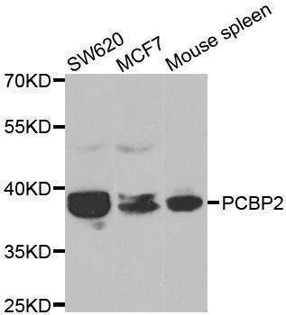 Anti-PCBP2 Antibody