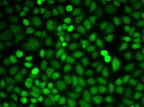 Anti-PCBP2 Antibody