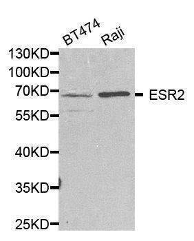 Anti-ESR2 Antibody