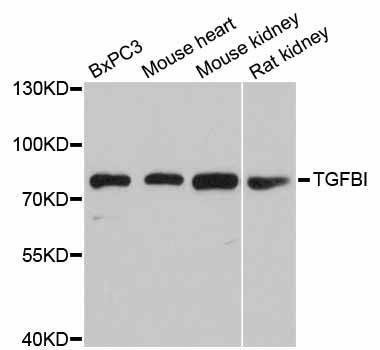 Anti-TGFBI Antibody