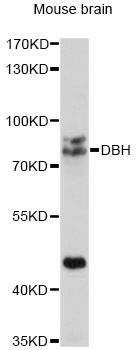 Anti-DBH Antibody