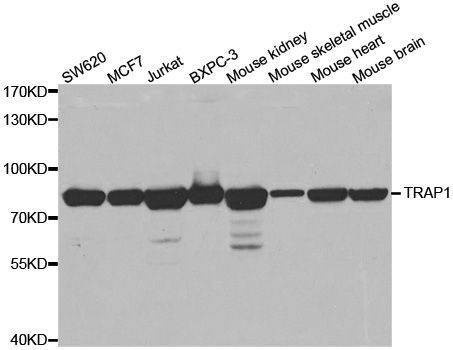Anti-TRAP1 Antibody