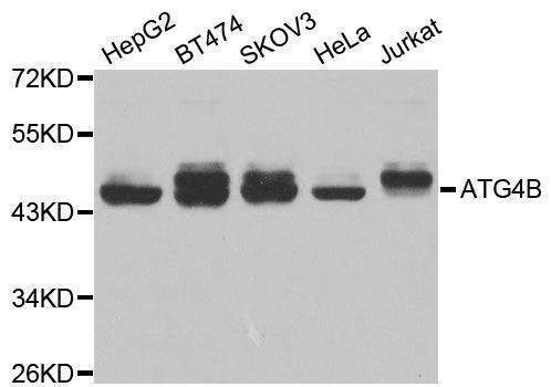 Anti-ATG4B Antibody