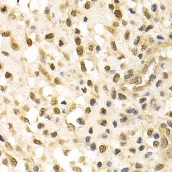 Anti-CUL4A Antibody