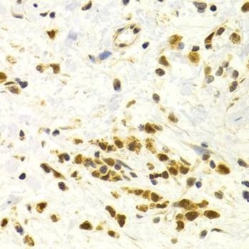 Anti-CUL4A Antibody