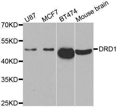 Anti-DRD1 Antibody