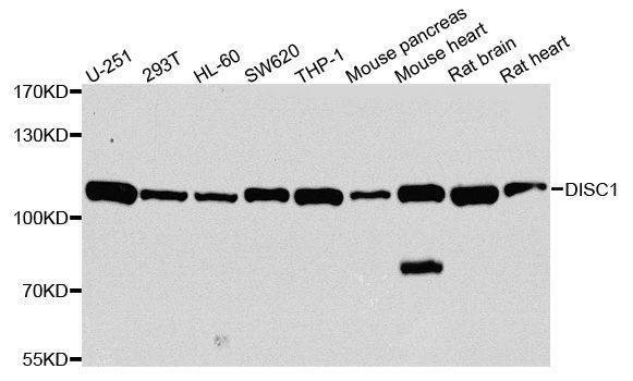 Anti-DISC1 Antibody