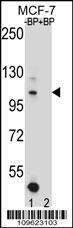 Anti-HIPK1 (C-term) Antibody