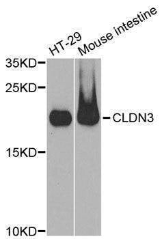 Anti-CLDN3 Antibody