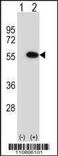 Anti-MINA (N-term) Antibody