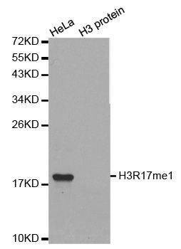 Anti-MonoMethyl-Histone H3-R17 Antibody