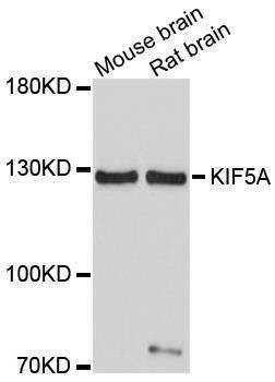 Anti-KIF5A Antibody