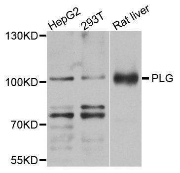 Anti-PLG Antibody