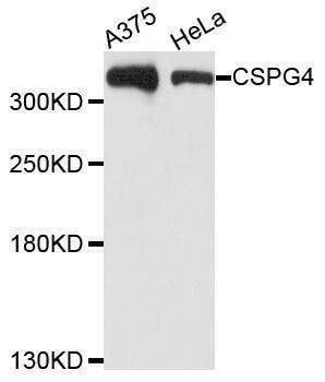Anti-CSPG4 Antibody
