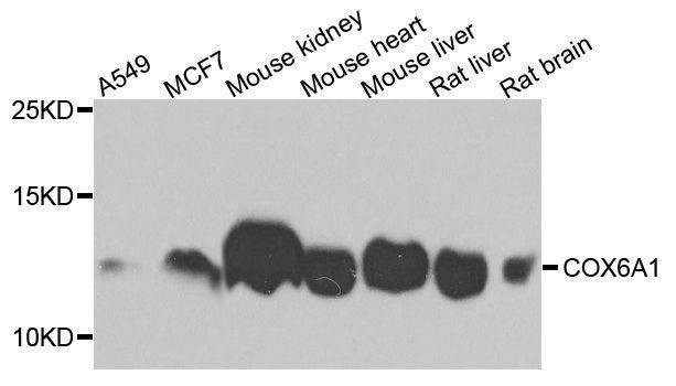 Anti-COX6A1 Antibody