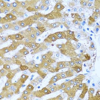 Anti-IFIT3 Antibody