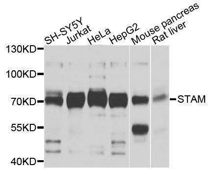 Anti-STAM Antibody