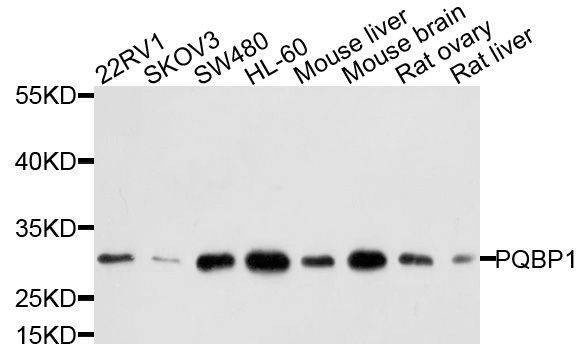 Anti-PQBP1 Antibody
