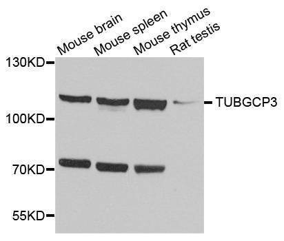 Anti-TUBGCP3 Antibody