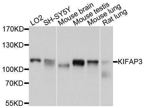 Anti-KIFAP3 Antibody