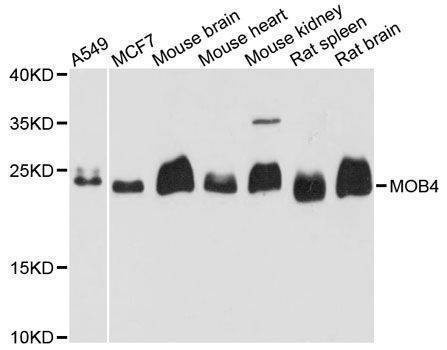 Anti-MOB4 Antibody