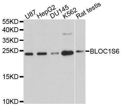 Anti-BLOC1S6 Antibody