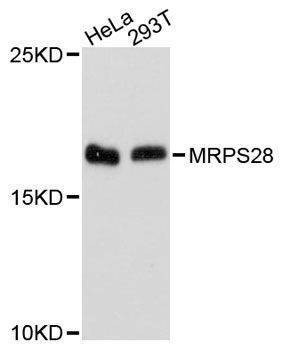 Anti-MRPS28 Antibody