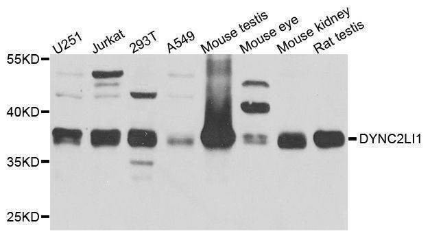 Anti-Mouse/Rat DYNC2LI1 Antibody
