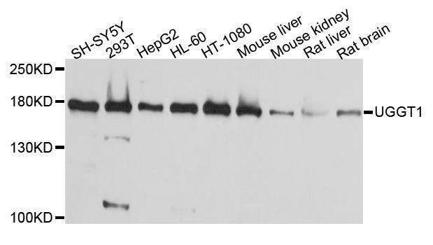 Anti-UGGT1 Antibody