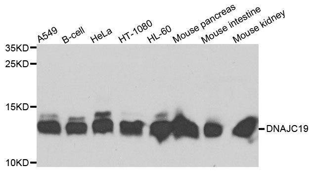 Anti-DNAJC19 Antibody