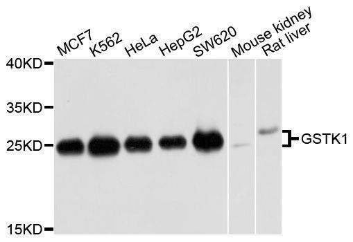 Anti-GSTK1 Antibody