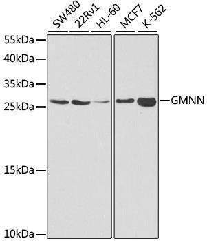 Anti-GMNN Antibody