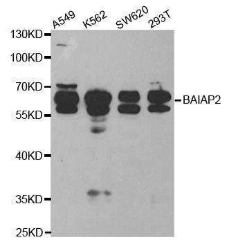 Anti-BAIAP2 Antibody