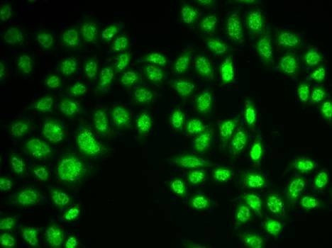 Anti-RAD17 Antibody