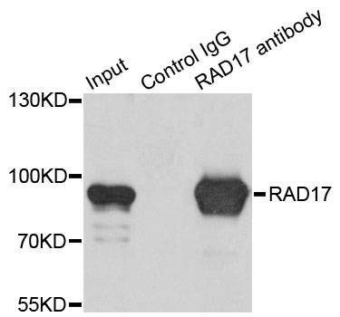Anti-RAD17 Antibody