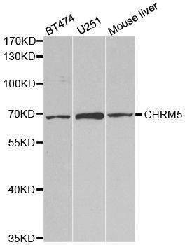 Anti-CHRM5 Antibody