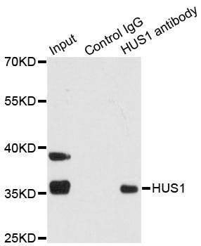 Anti-HUS1 Antibody